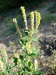 melilotus indica